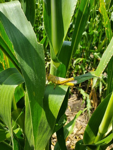 Differential Grasshopper