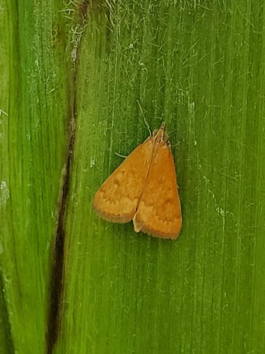 Garden Webworm Moth