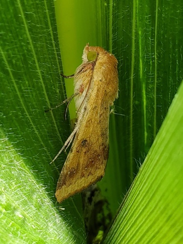 Corn Earworm Moth