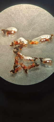 Trichochermes walkeri