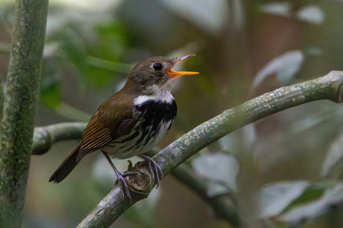 Corythopis delalandi (Lesson, 1831)