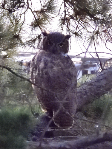 View observation of {o.common_name} on iNaturalist