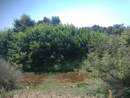 common alder