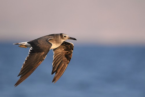 White-eyed Gull