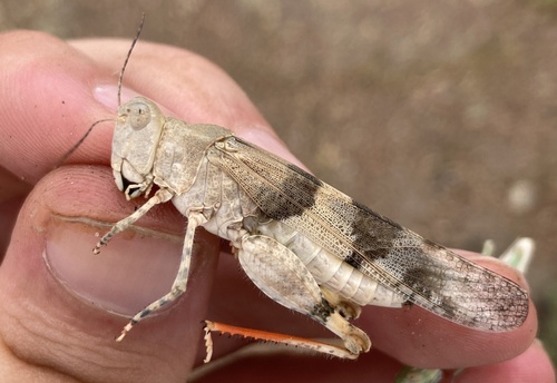 Barren Land Grasshopper