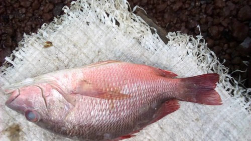 Gorean Snapper