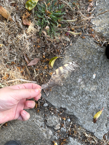 View observation of {o.common_name} on iNaturalist