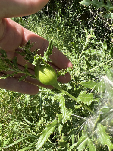 Unknown species found near Flathead, Montana, United States