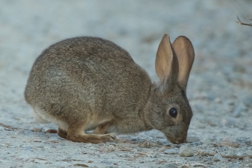 iNaturalist observation photo of Brush Rabbit