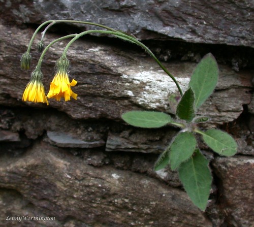 rock hawkweed (Hieracium saxorum)