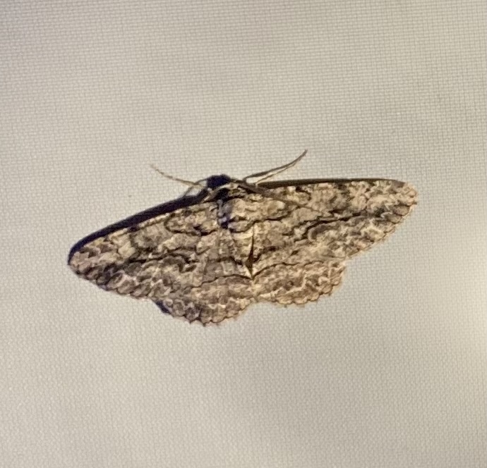 North American Common Gray on August 22, 2025 at 09:11 PM by William ...