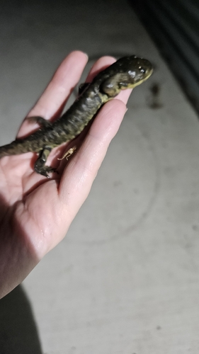 Western Tiger Salamander
