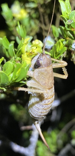Tinkham's Shieldback