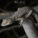 Australasian Geckos - Photo (c) Adam Brice, all rights reserved