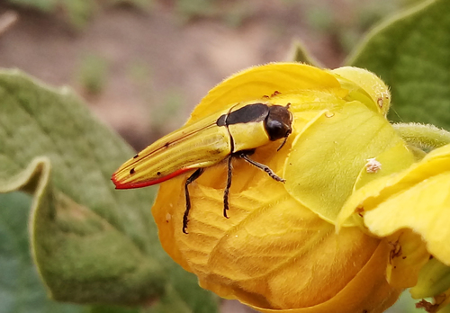 Hiperantha