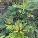 Berberis × hortensis - Photo (c) Erikim Ferreira, todos los derechos reservados, uploaded by Erikim Ferreira