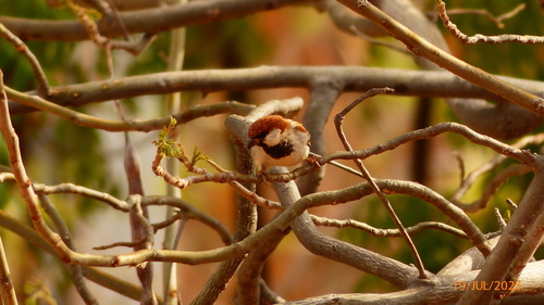 Somali Sparrow