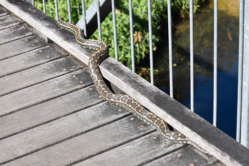 Coastal Carpet Python sighting