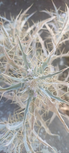 Yellow-spine Thistle