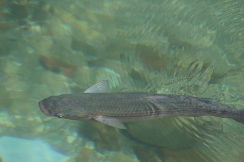 Chelon labrosus