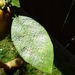 Australian Citrus Whitefly - Photo (c) averil1, all rights reserved