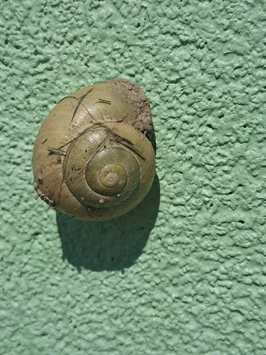 Cepaea
