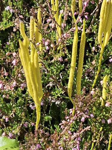 stag's-horn clubmoss