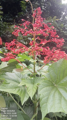 Pagoda Flower