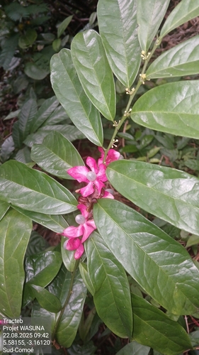 Heisteria parvifolia