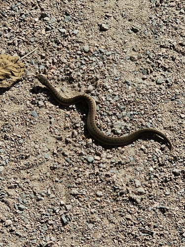 Adder