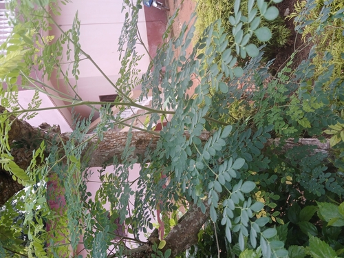 Moringa tree