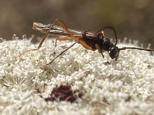 Necydalis laevicollis · iNaturalist