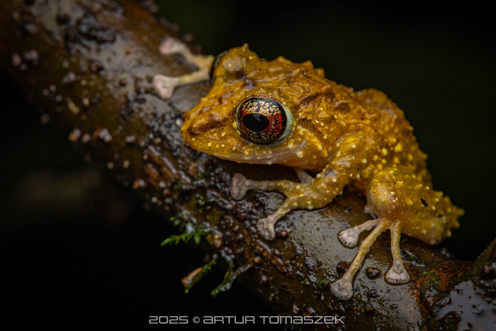 Golden-groined Robber Frog (Pristimantis cruentus)