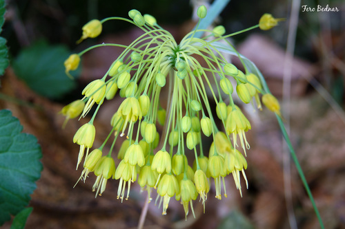 Allium flavum