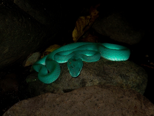 White-lipped Island Pitviper — seen at this dive site