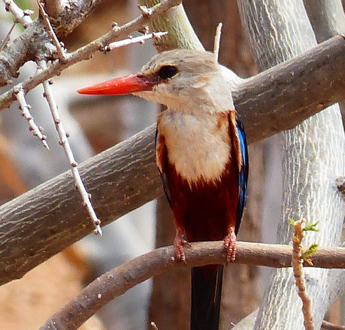 Gray-headed Kingfisher