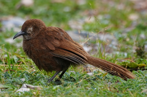Tibetan Babax