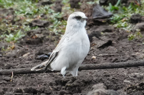 White-rumped Snowfinch