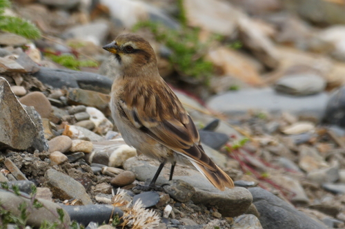 Rufous-necked Snowfinch