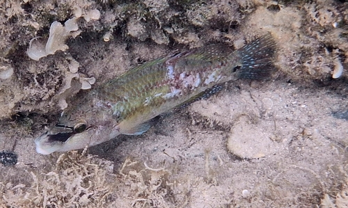 Symphodus tinca
