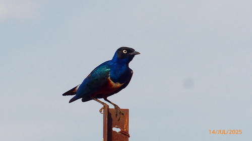 Superb Starling
