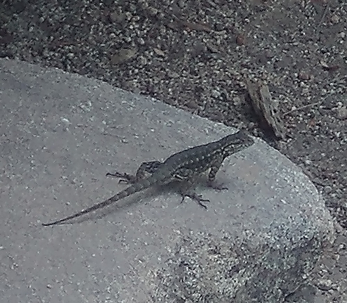 iNaturalist observation photo of Common Sagebrush Lizard