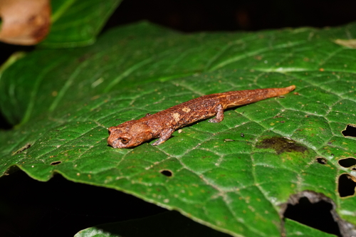 Cuetzalan Salamander