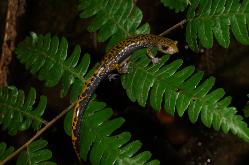 Veracruz Green Salamander