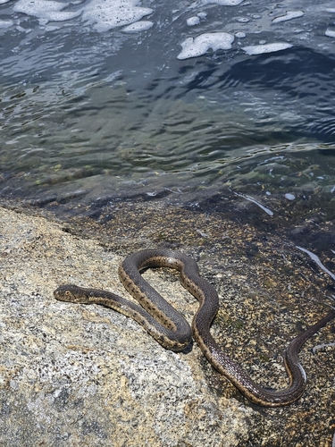 iNaturalist observation photo of Sierra Garter Snake