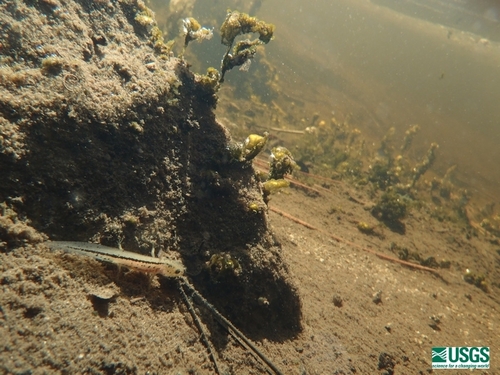 iNaturalist observation photo of Sierra Newt
