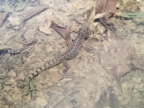 Lane's Leaf-toed Gecko (Phyllodactylus lanei)