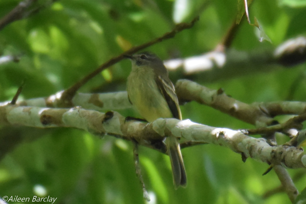 Amazonian Elaenia photo