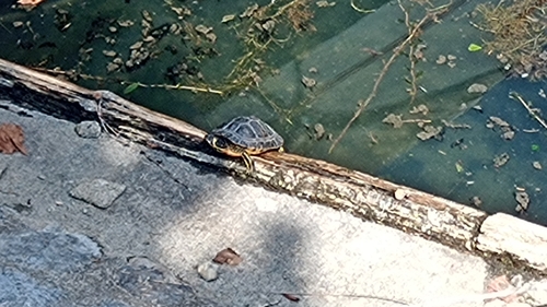 Trachemys scripta scripta