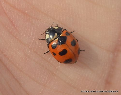Trivial Lady Beetle